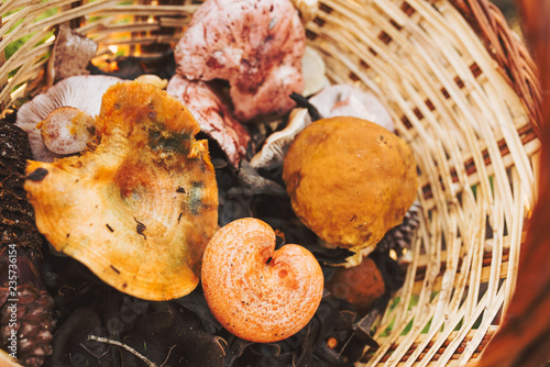 A basket of mushrooms