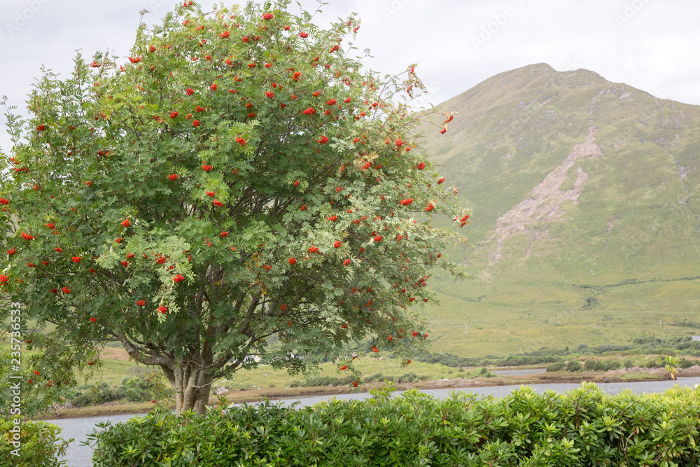 Tree near Killary Fjord; Connemara National Park
