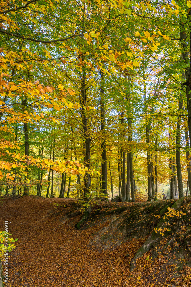 Naklejka premium Buchenwäldchen im Herbst