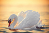 swan in the sea water, beautiful sunrise shot