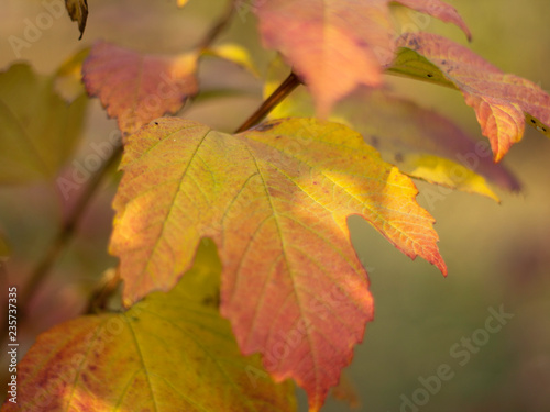 Beautiful autumn maple leaves in autumn nature background Autumn season concept For postcard or background