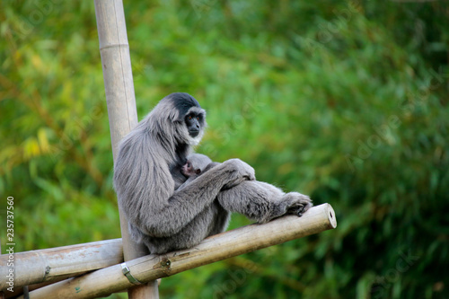 Siamang (Symphalangus syndactylus) Alttier mit Jungem