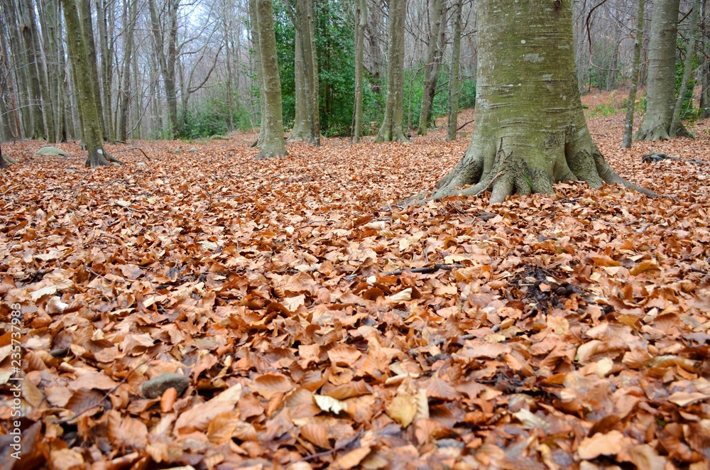 Autumn Leaves Autumn Leaves