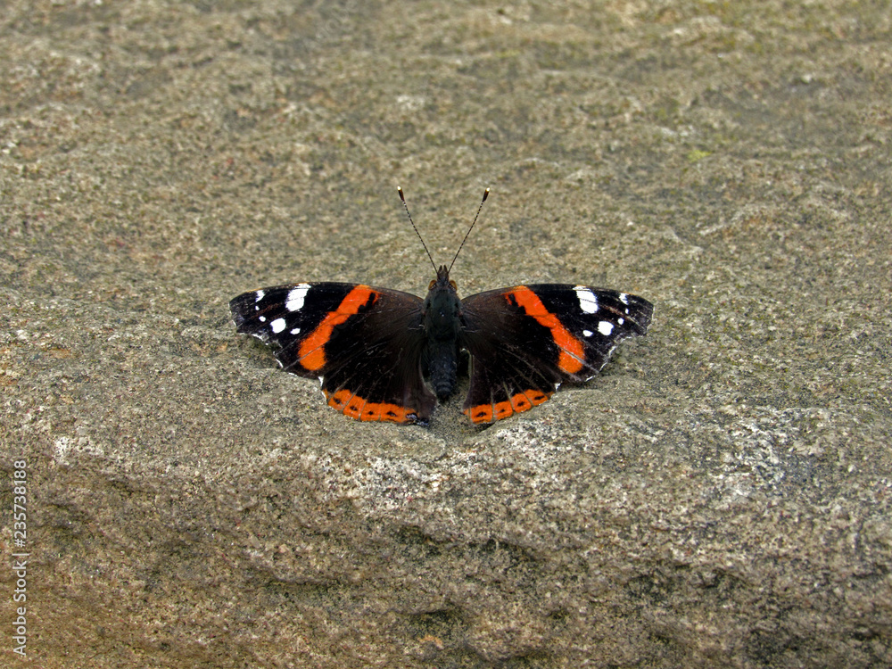 butterfly on the ground butterfly on the ground