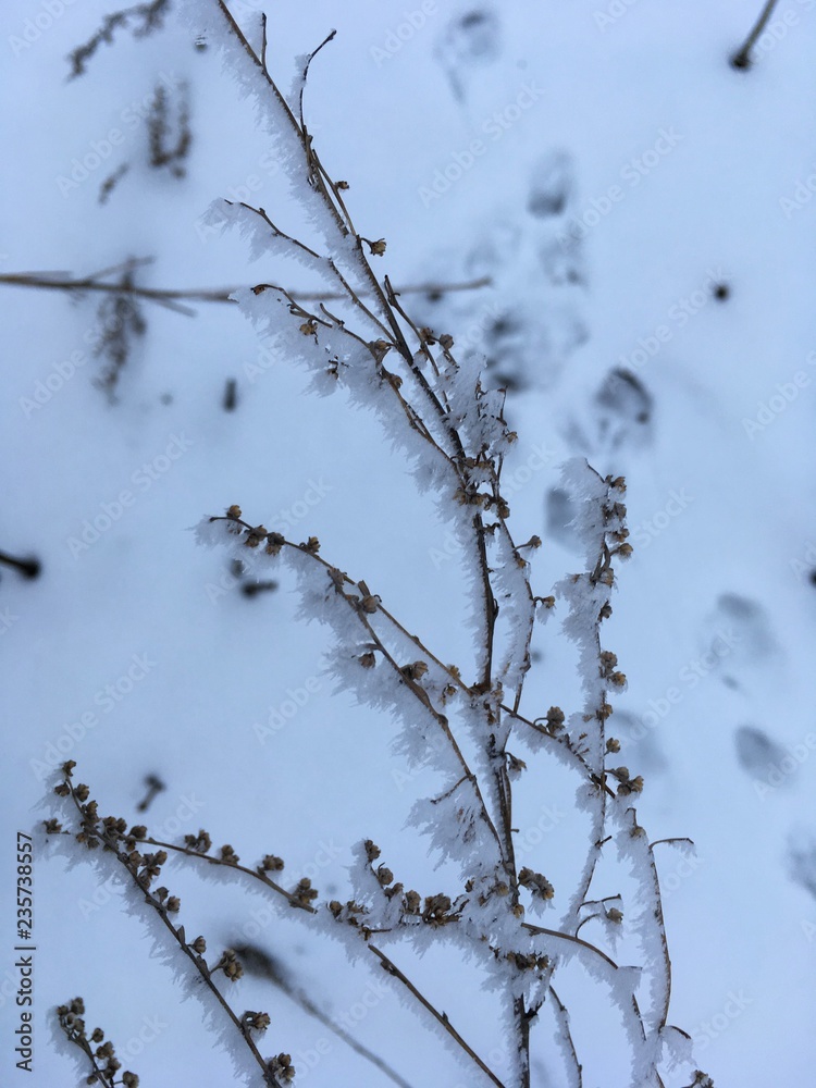 branches of a tree on the snow