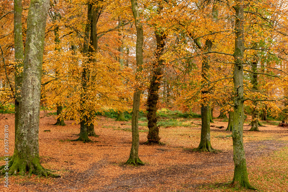Naklejka premium Autumn Beech woodland with golden colours, Woodbury Castle, Hill Fort, Devon