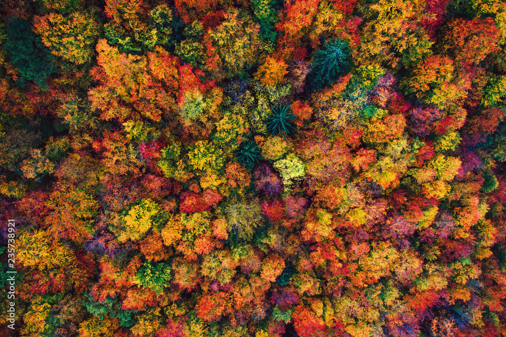 Obraz premium Widok z lotu ptaka drone na jesień las. Kolorowe drzewa w drewnie.