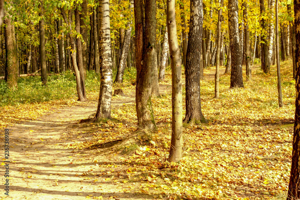 Fototapeta premium Curved path in autumn forest