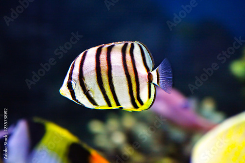 Little striped fish