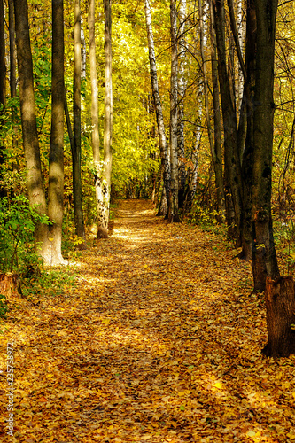 Golden autumn path