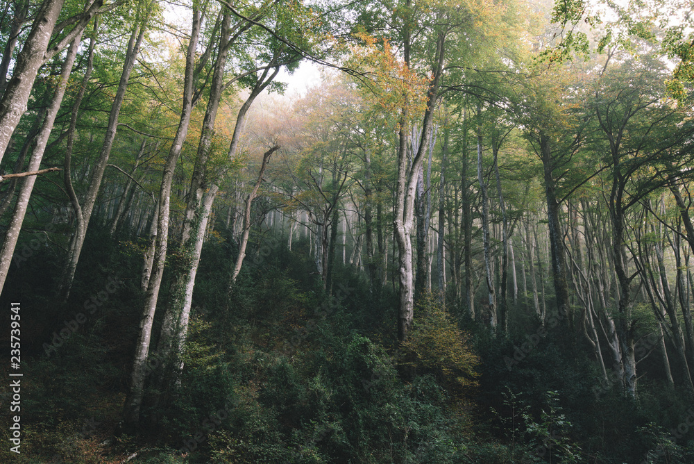 Fototapeta premium Forest of Catalonia