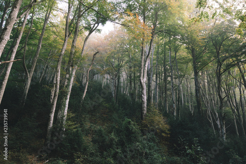 Forest of Catalonia photo