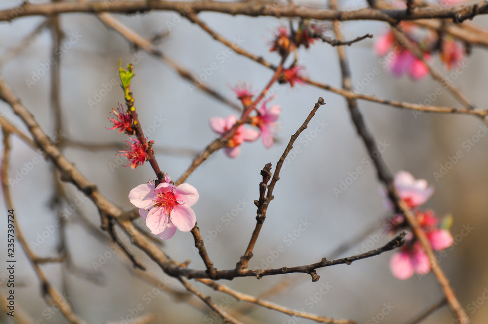 Pink peach flowers in spring. Tree blossom Pink peach flowers in spring. Tree blossom