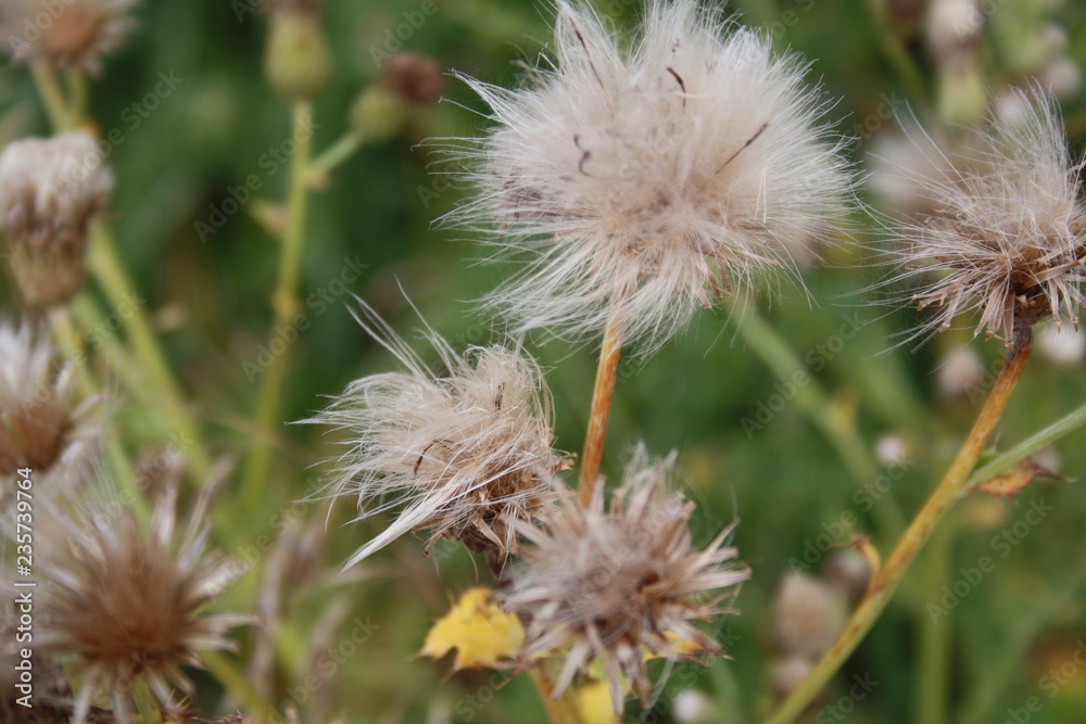 Dandelion puffs in the wind Dandelion puffs in the wind