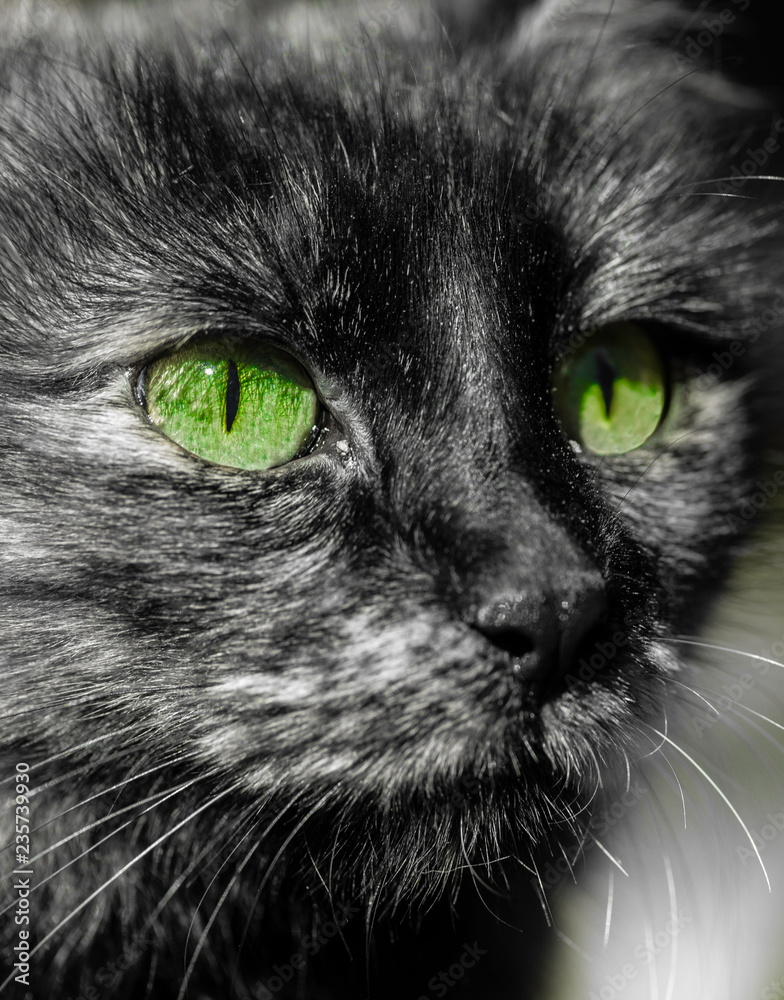 Close-up in black and white of a cat's face with selective coloring of her bright green eyes