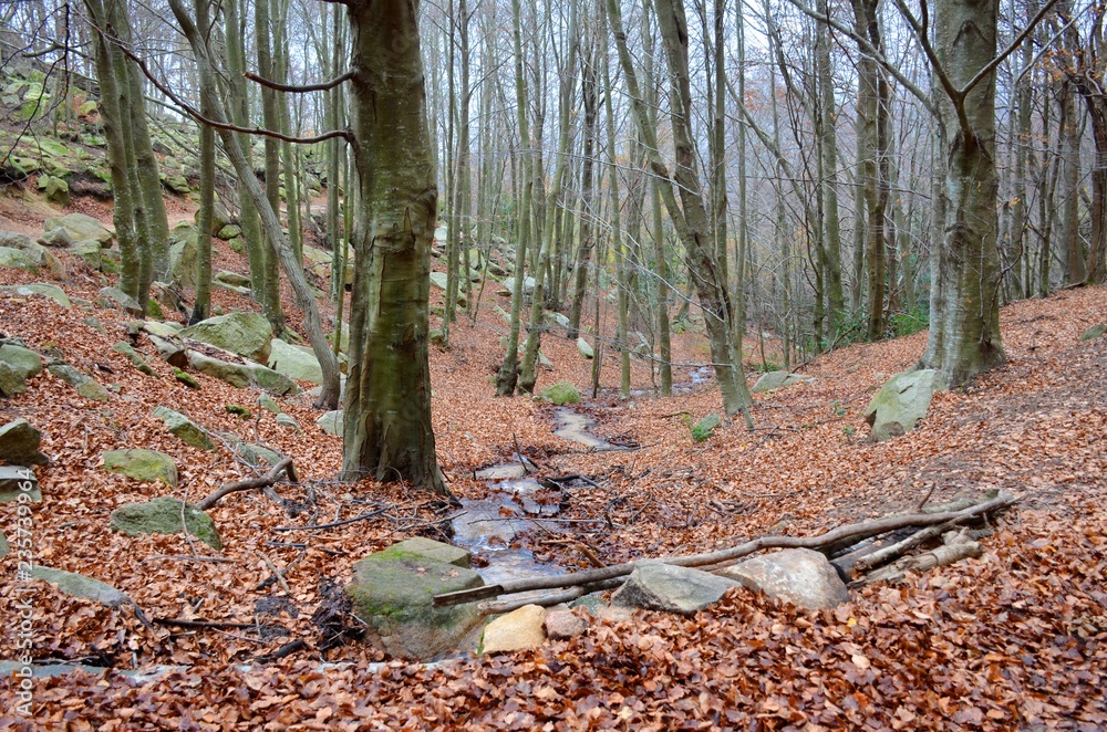 Obraz premium Autumn Forest in Catalonia