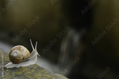 A snail looks and a waterfall