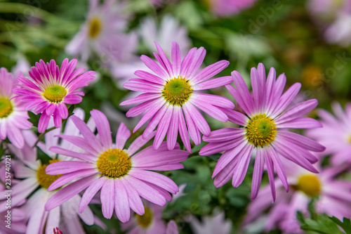 Delicate pink osteospermum flowers, with a shallow depth of field photo