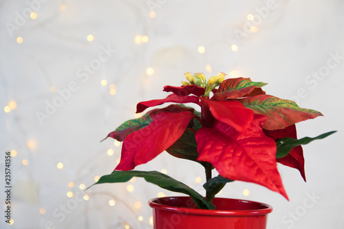 Red poinsettia. Christmas traditional flower on light backround