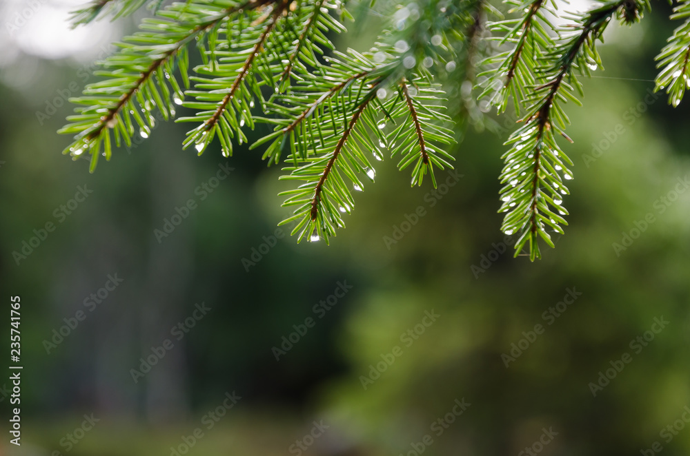 Fresh spruce twig with droplets