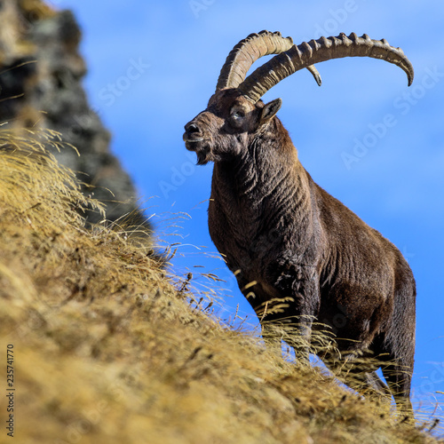 Stambecco al parco Gran Paradiso