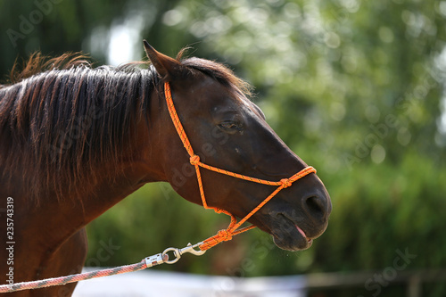 Portrait of a young horse in summer outside at rural dressage center © acceptfoto