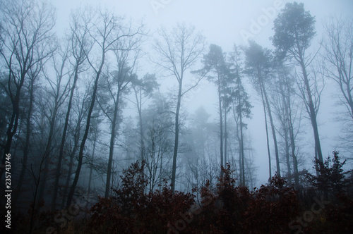 Foggy morning forest in autumn season. Mystery landscape.