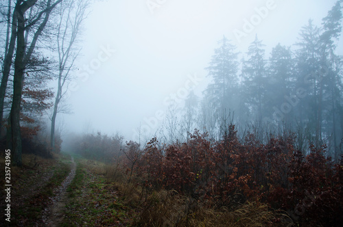 Foggy morning forest in autumn season. Mystery landscape.