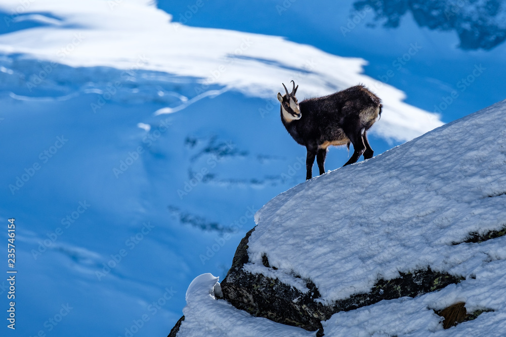 Naklejka premium Camoscio al gran Paradiso