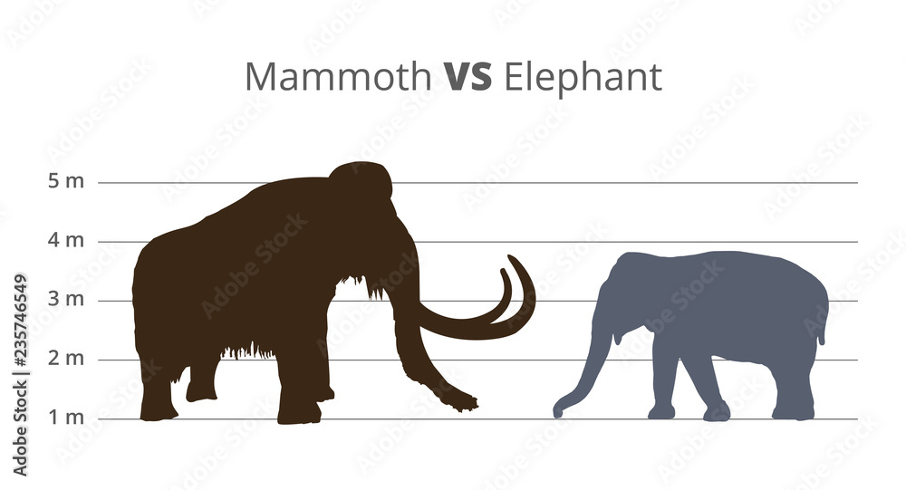 Fototapeta premium Vector graph or infographics comparing the height and size of mammoth and elephant with units of height. Mammoth vs elephant in a brown and grey colors. Illustration is isolated on a white background.