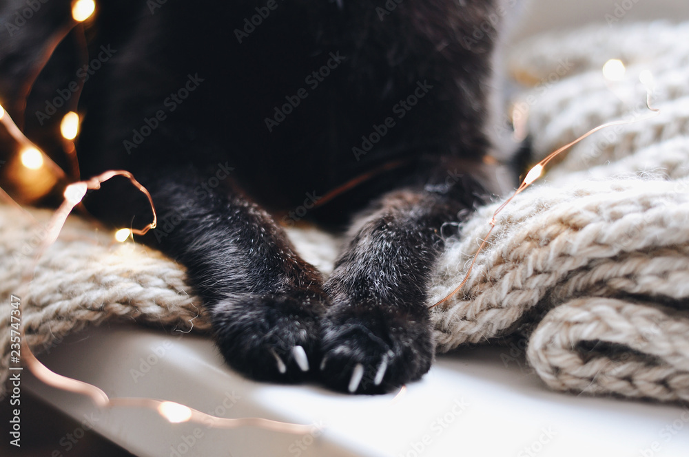 black cat paws on the knitted background black cat paws on the knitted background
