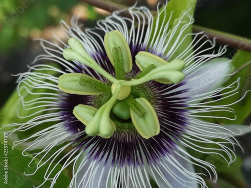 Passionfruit Flower (Passiflora edulis f. flavicarpa) photo