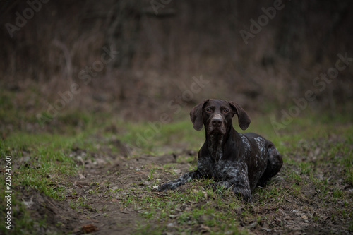 German shorthaired pointer Hunter dog
