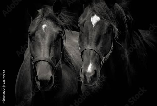 Close-up of two beautiful horses standing side by side and isolated on dark black background
