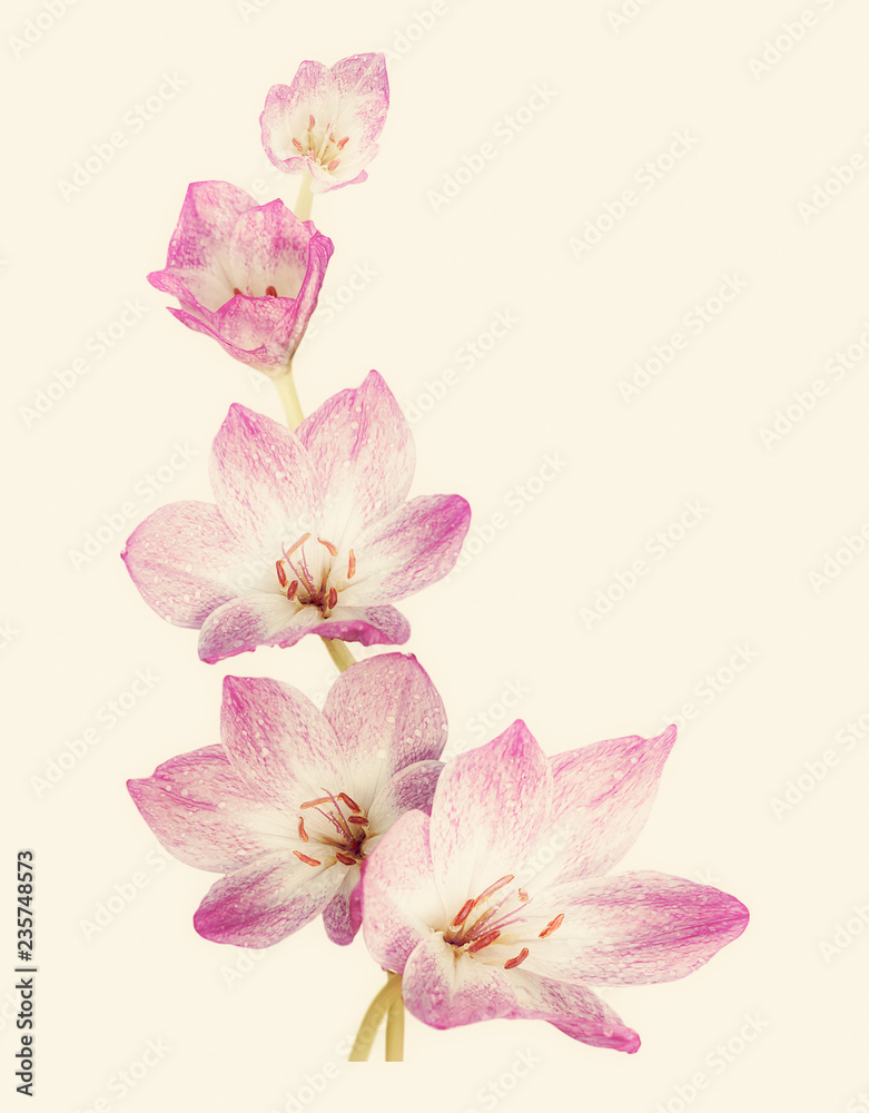 Pink crocuses on a light yellow background