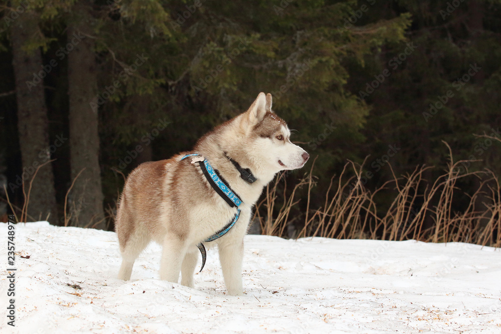 Siberian husky dog in the snow Siberian husky dog in the snow