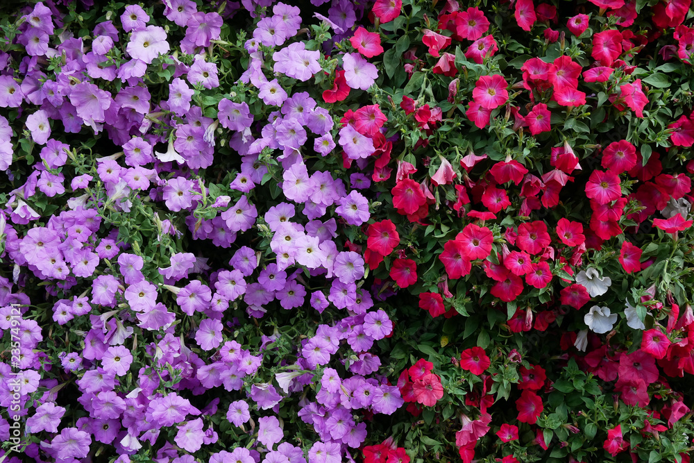 Vertical garden nature backdrop, red and purple petunias flowering plant flowers and green leaves wall background.