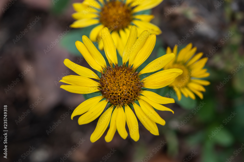 Puget Sound Gumweed Inflorescence in Autumn Puget Sound Gumweed Inflorescence in Autumn