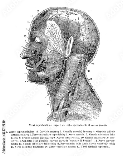 Bild auf Leinwand Vintage illustration of anatomy, transversal section of human head and neck with