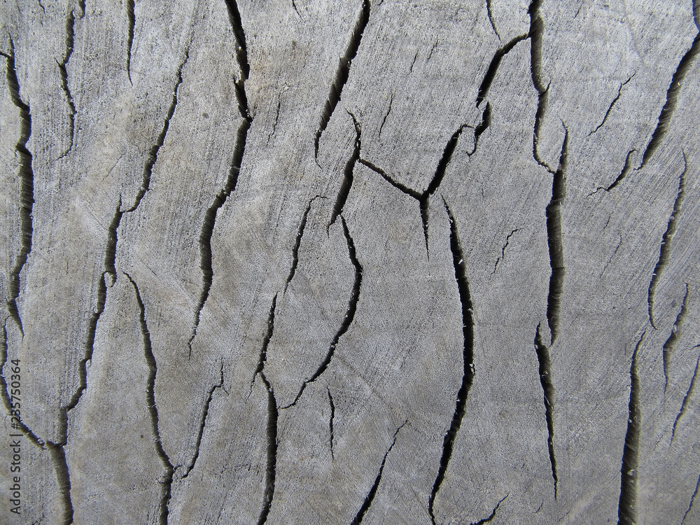 Obraz premium Bark texture background pattern crack old brown for design.