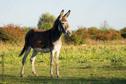 donkey on pastureland