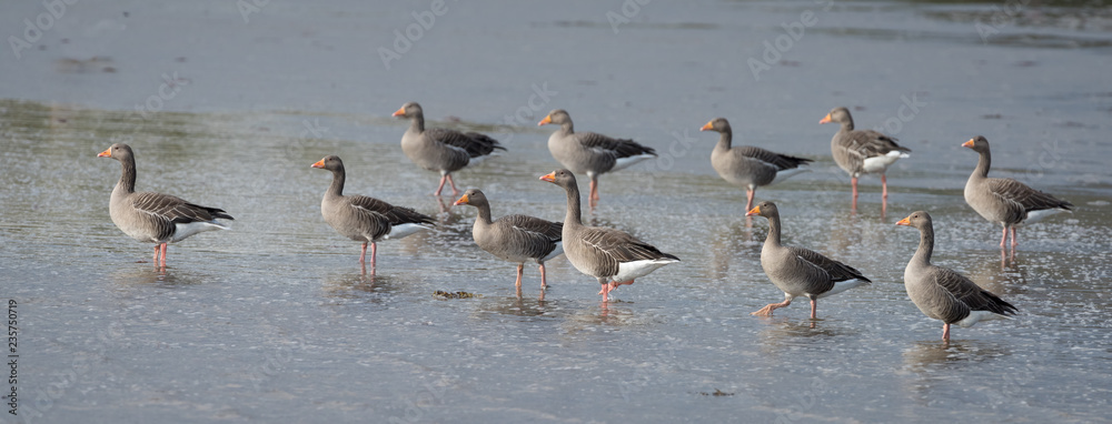 Greylag Geese on Mudflats
