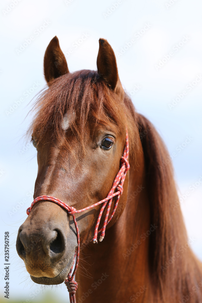 Obraz premium Portrait of a young horse in summer outside at rural dressage center