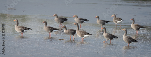 Greylag Geese on Mudflats
