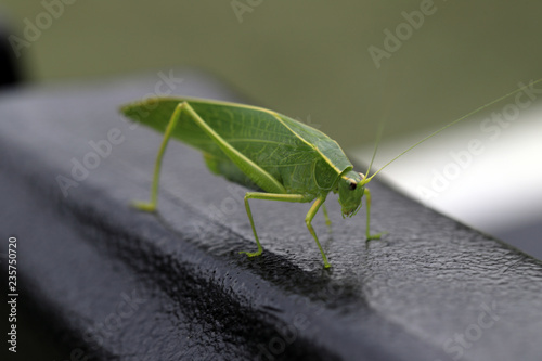 Green Grasshopper on black surface