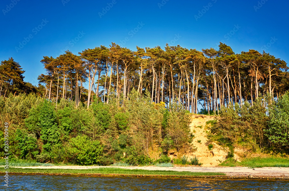 View from the water on the Baltic Sea cliff with trees.