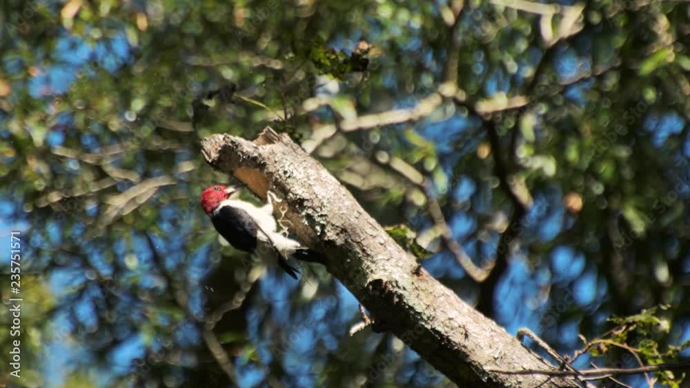 Red-headed woodpecker clearing nest of wood debris in slow motion Red-headed woodpecker clearing nest of wood debris in slow motion