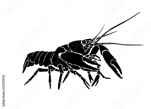 Graphical lobster isolated on white background,vector sketchy illustration, sea-food icon