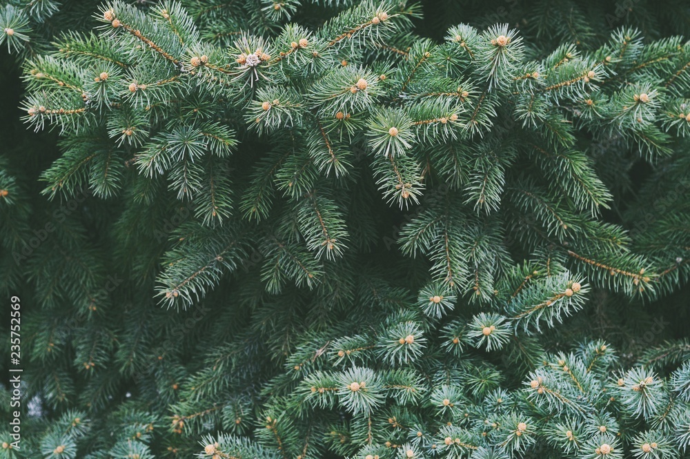 Spruce green branches close up. Christmas tree