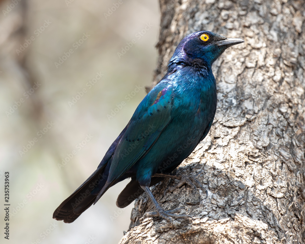 Obraz premium One cape glossy starling in the Kruger National Park in South Africa